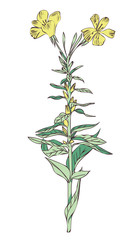 Primrose Flower Illustration. Hand Drawn Floral Template.