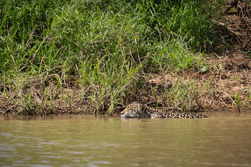 A jaguar, Panthera onca, swimming in the Cuiaba River, Brazil.