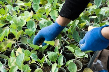 Fototapeta premium Young sprouts of cabbage seedlings in greenhouse