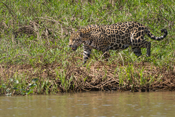 A jaguar, Panthera onca, walks along the edge of the Cuiaba River, Brazil.