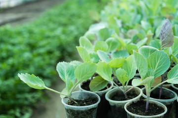 Young sprouts of cabbage seedlings in greenhouse