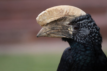 Close up portrait of a male of Silvery cheeked hornbill © Azahara