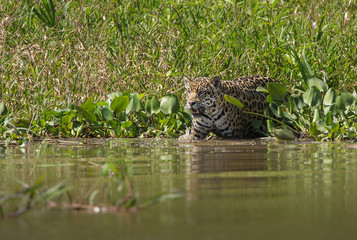 A jaguar, Panthera onca, getting into the water of  the Cuiaba River, Brazil.