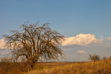 Fototapeta na wymiar dry tree in the field and blue sky