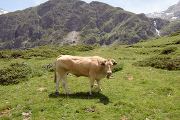 Fototapeta na wymiar Vache Cirque de Troumouse Hautes Pyrénées France