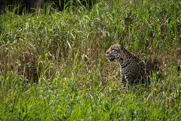 A jaguar, Panthera onca, sitting in tall grass in the Pantanal region of Brazil.