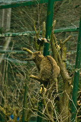 Wildpark