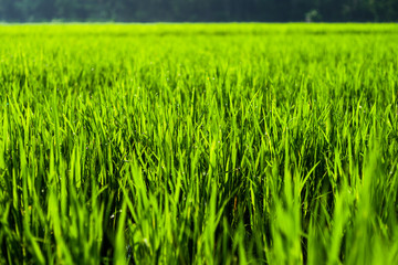 A close up view of rice plants
