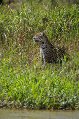 A jaguar, Panthera onca, sitting in tall grass on the edge of the Cuiaba River, Brazil.