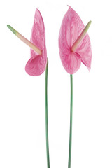 Two beautiful anthurium pink flowers.