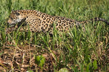 A jaguar, Panthera onca, jumping through tall grass in the Pantanal region of Brazil.