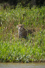 A jaguar, Panthera onca, sitting in tall grass on the edge of the Cuiaba River, Brazil.