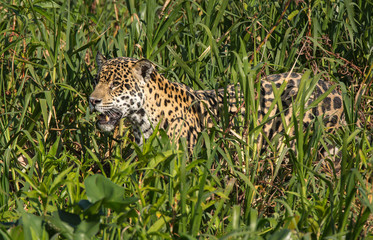 A jaguar, Panthera onca, standing in tall grass on the edge of the Cuiaba River, Brazil.