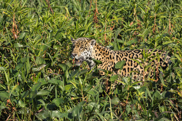 A jaguar, Panthera onca, standing in tall grass on the edge of the Cuiaba River, Brazil.