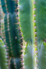 Fotobehang Limoengroen Groene Cactusbloem Doorn