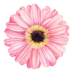 Pink gerbera flower Isolated on White Background. Spring Watercolor daisy. - obrazy, fototapety, plakaty