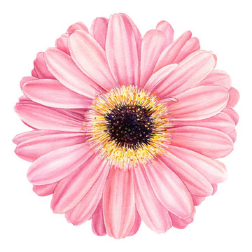 Pink gerbera flower Isolated on White Background. Spring Watercolor daisy.
