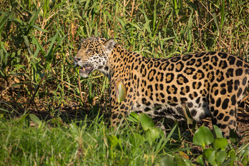 A jaguar, Panthera onca, standing in tall grass in the Pantanal region of Brazil.