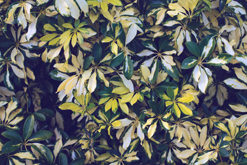 Green Plant Bush Leaves Background