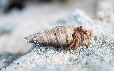 Hermit Crab in Macro