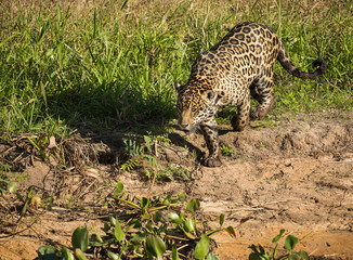 A jaguar, Panthera onca, walking along the river bank jungle in the Pantanal region of Brazil.