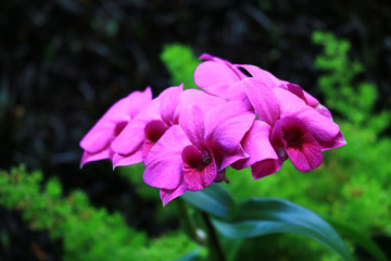 Flor fuscia