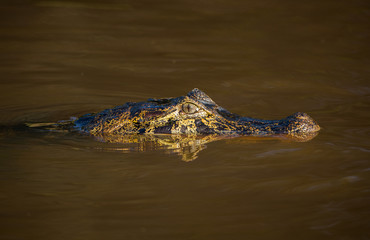 Fototapeta premium Head of a caiman, Caiman latirostris, submerged in the water in the Cuiaba River.