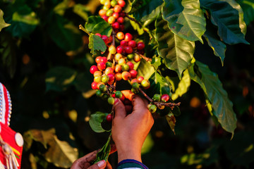 Arabica coffee bean cherries on tree being harvested, hand of farmer picking ripe coffee  cherries, organic coffee plantation in Chiangrai, Thailand