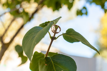 dragonfly on a branch