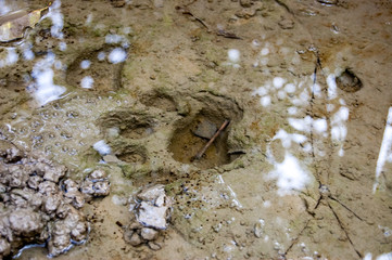 Footprint of Royal Bengal Tiger