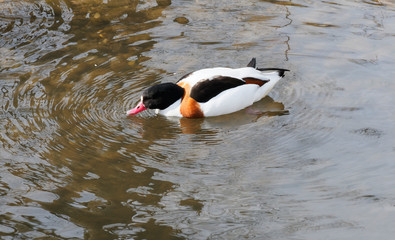 (Tadorna tadorna) Common shelduck female swimming in a shallow water