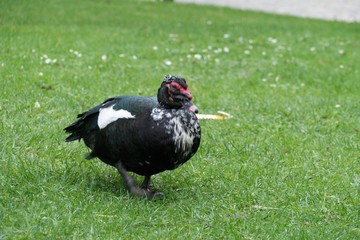 single black duck in the grass