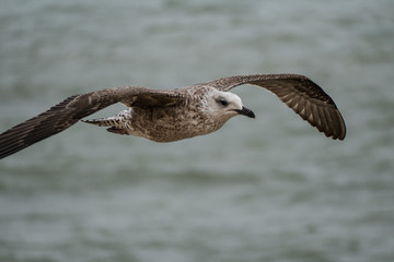 detail of a flying seagull