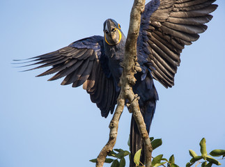 A hyacinth macaw, Anodorhynchus hyacinthinus, with wings out in a tree, in the Pantanal region of Brazil.