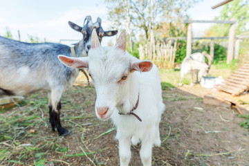 Cute young baby goat relaxing in ranch farm in summer day. Domestic goats grazing in pasture and chewing, countryside background. Goat in natural eco farm growing to give milk and cheese.