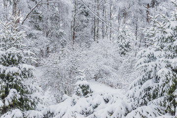 Beautiful green nature landscape of Europe