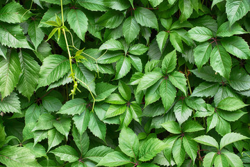 hedge ivy background. foliage of green plants
