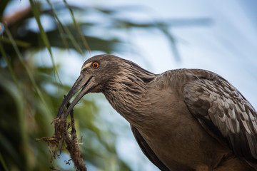 A plumbeus ibis, Theristicus caerulescens, with nesting material in its beak, in the Pantanal region of Brazil.