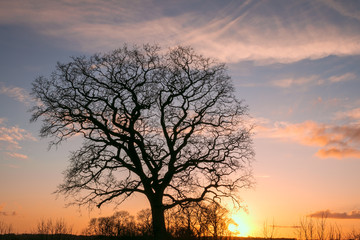 Fototapeta na wymiar Baum ohne Blätter im Winter bei Sonnenuntergang, Abschied, Trauer