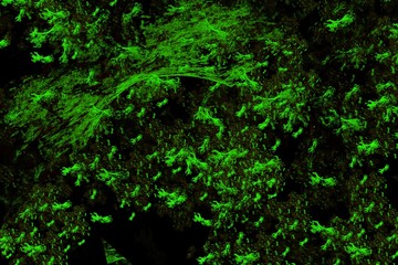 Obraz premium Random green fractal pattern. Abstract background, theme fractal shapes. Suitable for wallpapers and posters, web, cards, etc.
