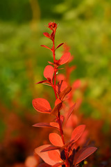 decorative, red barberry, landscape design