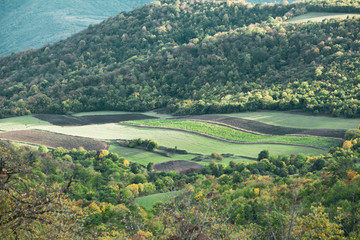 trees and green grass in mountain