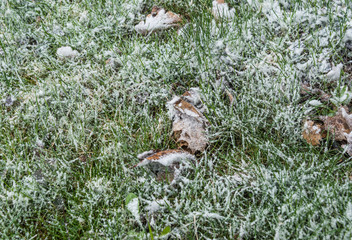 Beautiful green nature landscape of Europe