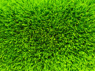 Beautiful green grass background texture and environment concept, green field graden