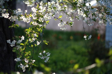 white flowers in the garden