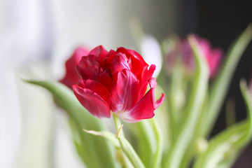 Spring beautiful tulip flowers on soft pastel background with copy space. Mother's day, greeting card festive decorative floral composition