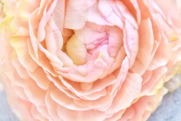 Soft focus. Beautiful pink ranunculus flower close up. Tender flowers petals macro. Amazing ranunculus blossom. Tenderness. Greeting card for woman day. Cream rose flower