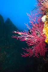 Lots of red corals  in a mediterranean reef.