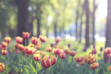 Fototapeta premium field of tulips