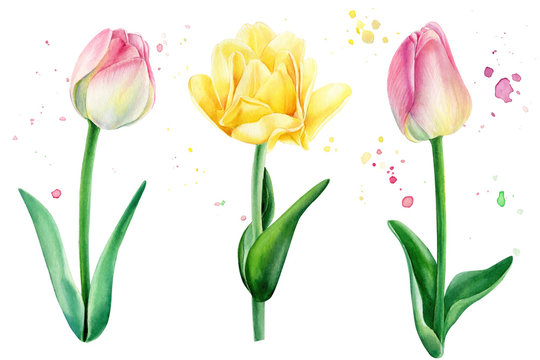 Pink tulips watercolor illustration, Hand painted floral elements set. Objects isolated on white background.